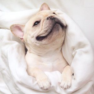 Kleine Schäferhundrassen 300x300 - Hunde Witze Bilder Für Facebook