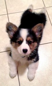 Kleine Und Mittlere Hunderassen 181x300 - Lustige Hunde Bilder Kostenlos Für Facebook