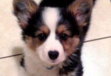 Bild von Kleine Und Mittlere Hunderassen bilder fürs handy