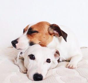 Kleine Weiße Hunde Bilder Kostenlos 300x283 - Hundewelpen Rassen Bilder Für Whatsapp