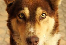 Bild von Kleine Weiße Hunde Bilder fürs handy