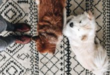 Bild von Kleine Weiße Hunde Bilder Für Facebook bilder fürs handy
