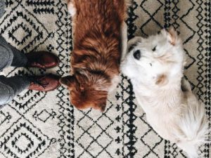 Kleine Weiße Hunde Bilder Für Facebook
