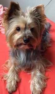 Kleine Weiße Hunde Bilder Für Whatsapp