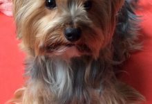 Bild von Kleine Weiße Hunde Bilder Für Whatsapp bilder fürs handy