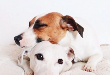 Bild von Kleine Weiße Hunde Bilder Kostenlos bilder fürs handy