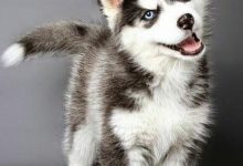 Bild von Kleine Weiße Hunde Bilder Kostenlos Herunterladen bilder fürs handy