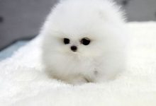 Bild von Kleiner Brauner Hund bilder fürs handy
