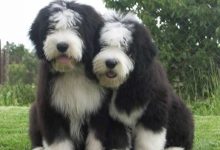 Bild von Kleiner Brauner Hund Rasse bilder fürs handy