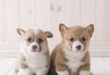 Bild von Kleiner Grauer Hund bilder fürs handy