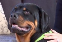 Bild von Kleiner Hirtenhund bilder fürs handy