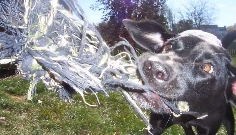 Kleiner Hund Braun