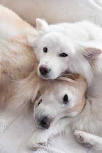 Kleiner Husky Ähnlicher Hund 200x300 - Bilder Von Hundebabys Für Whatsapp