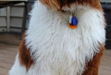 Bild von Kleiner Kurzhaariger Rassehund bilder fürs handy