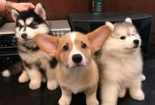 Bild von Kleiner Rassehund bilder fürs handy
