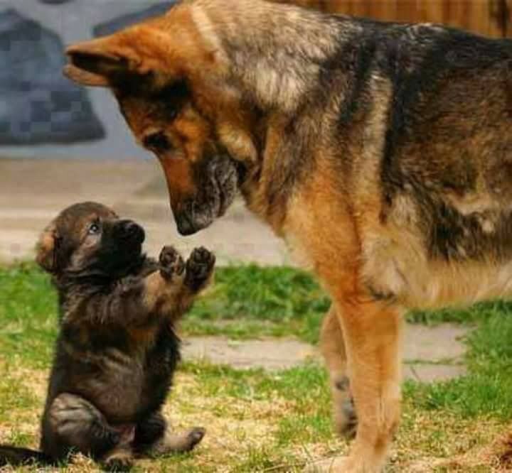 Kleiner Süßer Hund Rasse - Kleiner Süßer Hund Rasse