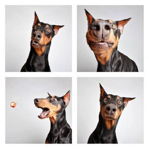 Kleiner Schäferhund 300x300 - Lustige Geburtstagsbilder Mit Hunden Für Facebook
