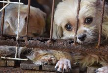 Bild von Kleiner Schwarz Weißer Hund bilder fürs handy