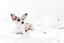 Bild von Kleiner Schwarzer Hund bilder fürs handy