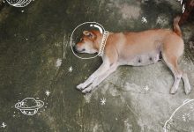 Bild von Kleiner Schwarzer Hund Rasse bilder fürs handy