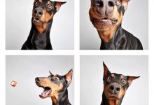 Bild von Kleiner Schäferhund bilder fürs handy