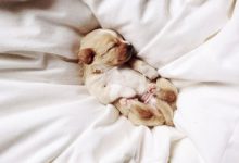 Bild von Kleiner Schäferhund Rasse bilder fürs handy
