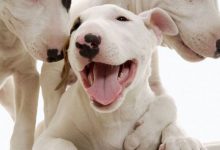 Bild von Kleiner Terrier Hunderasse bilder fürs handy
