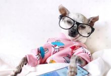 Bild von Kleiner Weißer Hund bilder fürs handy