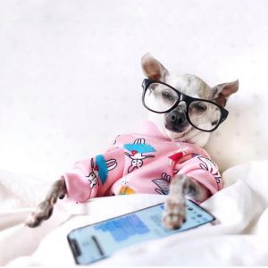Kleiner Weißer Hund