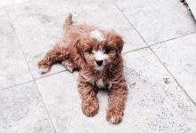 Bild von Kleiner Weißer Hund Hunderasse bilder fürs handy