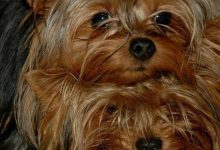 Bild von Kleinrassen Hunde bilder fürs handy
