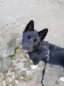 Kleinsthunderassen Bilder Für Whatsapp 225x300 - Weiß Schwarzer Hund