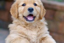 Bild von Komische Hunde Bilder fürs handy