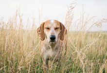 Bild von Komische Hunde Bilder Für Facebook bilder fürs handy