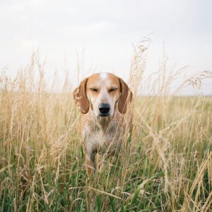 Komische Hunde Bilder Für Facebook