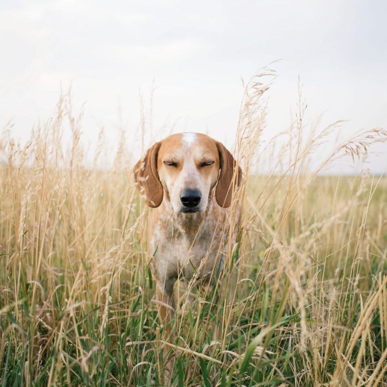 Komische Hunde Bilder Für Facebook