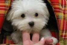 Bild von Komische Hunde Bilder Für Whatsapp bilder fürs handy