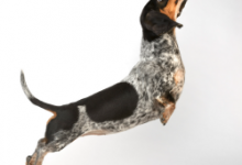 Bild von Komische Hunde Bilder Kostenlos bilder fürs handy