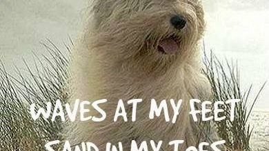 Bild von Komische Hunde Bilder Kostenlos Herunterladen