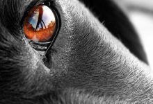 Bild von Kostenlose Hunde Bilder fürs handy