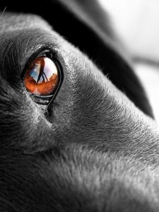 Kostenlose Hunde Bilder 225x300 - Hunde Welpen Bilder Zum Ausdrucken Für Whatsapp