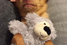 Bild von Kostenlose Hunde Bilder Für Facebook bilder fürs handy
