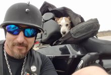 Bild von Kostenlose Hunde Bilder Für Whatsapp bilder fürs handy