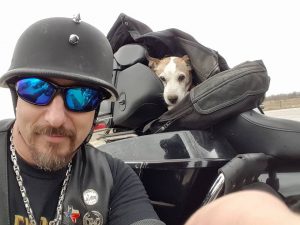 Kostenlose Hunde Bilder Für Whatsapp
