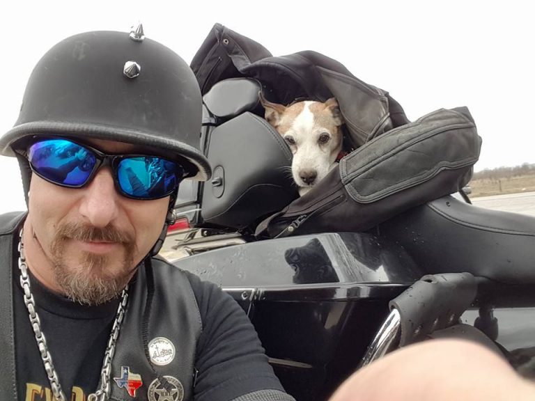 Kostenlose Hunde Bilder Für Whatsapp