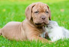 Bild von Kostenlose Hunde Bilder Kostenlos bilder fürs handy