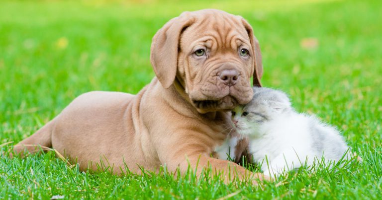 Kostenlose Hunde Bilder Kostenlos