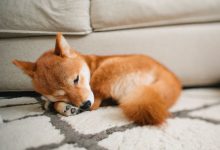 Bild von Kurzhaar Hunde Klein bilder fürs handy