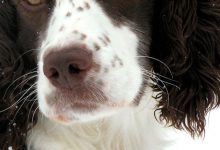 Bild von Kurzhaar Kleine Hunde bilder fürs handy