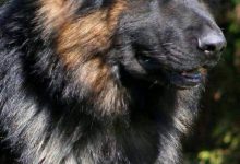 Bild von Kurzhaarrassen Hund bilder fürs handy